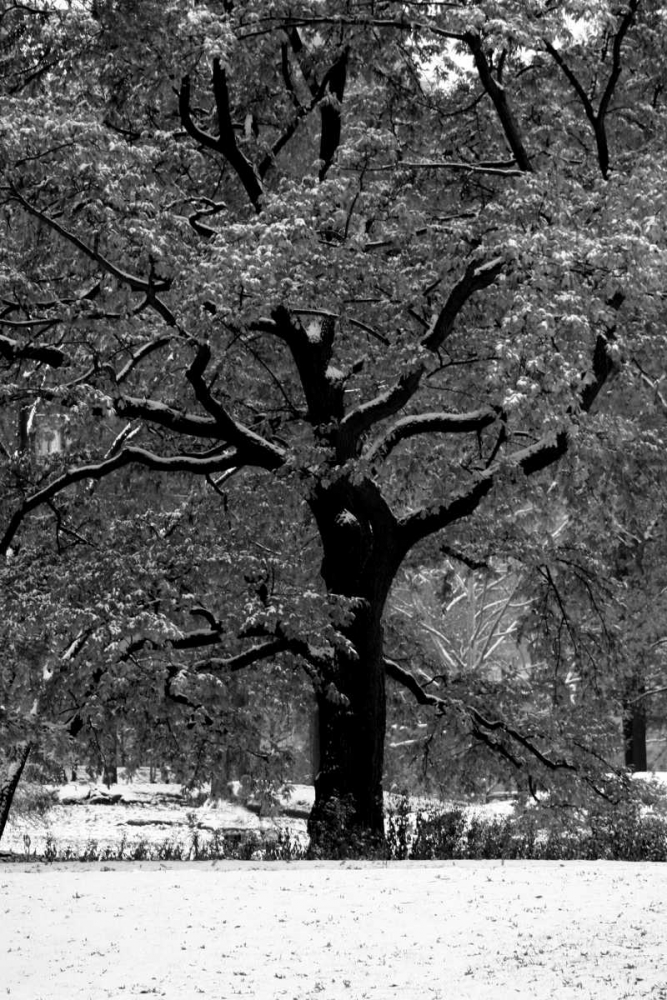 Central Park Solitary Friend art print by Jace Grey for $57.95 CAD