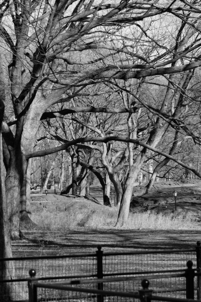 Central Park Image 1745 art print by Jace Grey for $57.95 CAD