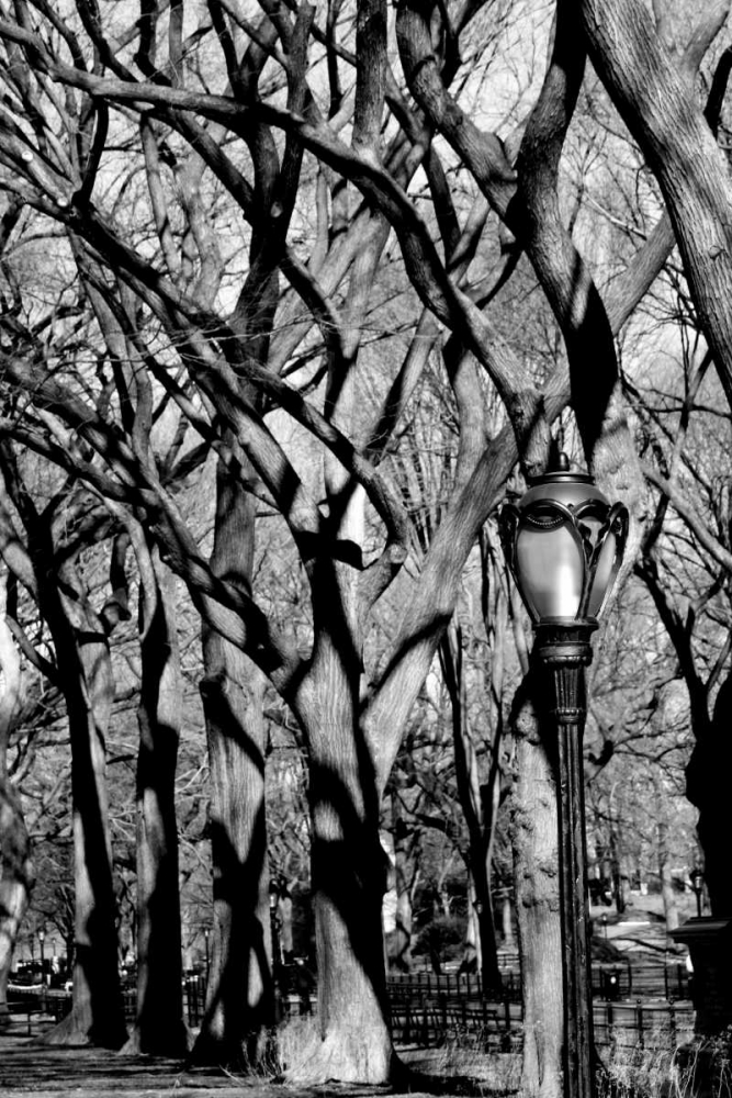 Central Park Image 1744 art print by Jace Grey for $57.95 CAD