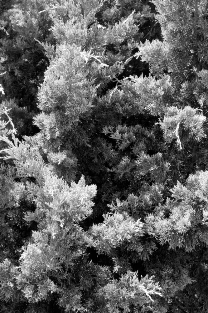 Beach Foliage 3 art print by Jace Grey for $57.95 CAD