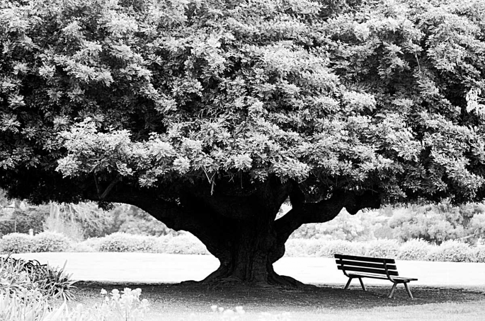 LA Arboretum art print by Jace Grey for $57.95 CAD