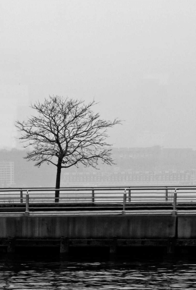 Tree View 1 art print by Jeff Pica for $57.95 CAD