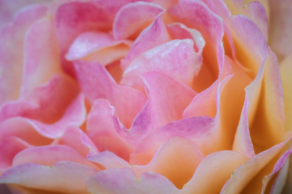 Pink Floral art print by James Rodewald for $57.95 CAD