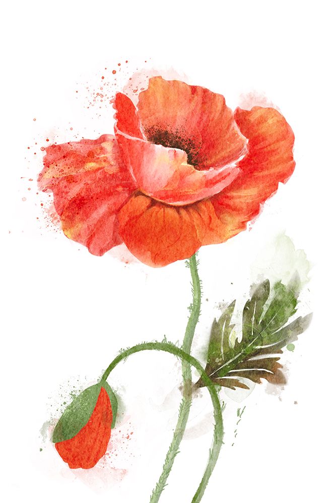 Poppy Beauty art print by Juliet Rose Philips for $57.95 CAD