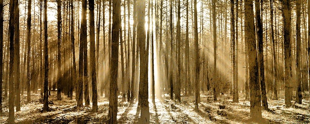 Morning through the Trees art print by Kimberly Allen for $57.95 CAD