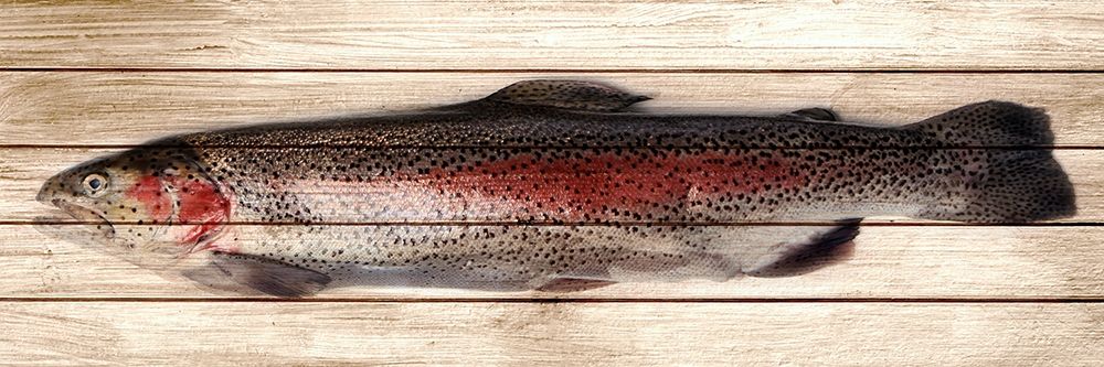 Trout 2 art print by Kimberly Allen for $57.95 CAD
