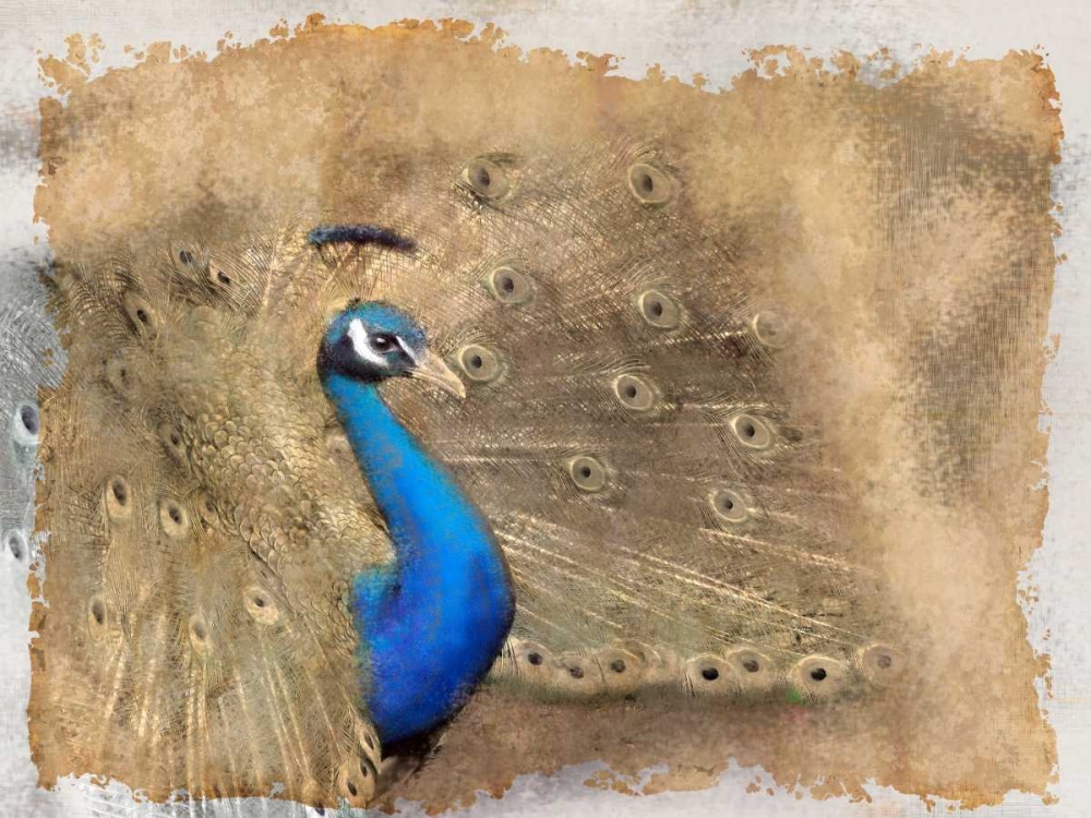 Antique Peackock 2 art print by Kimberly Allen for $57.95 CAD