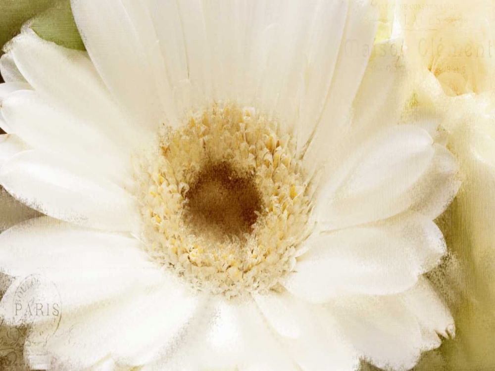 In Bloom art print by Kimberly Allen for $57.95 CAD
