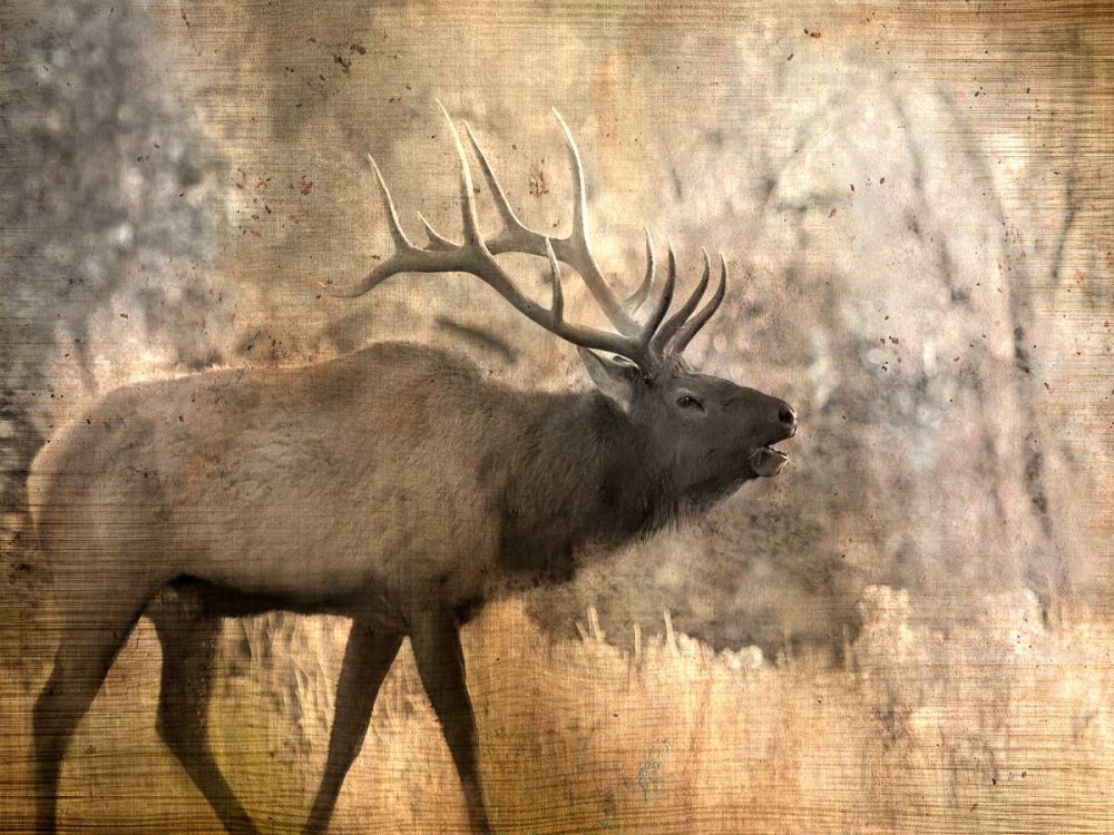 Morning Walk art print by Kimberly Allen for $57.95 CAD
