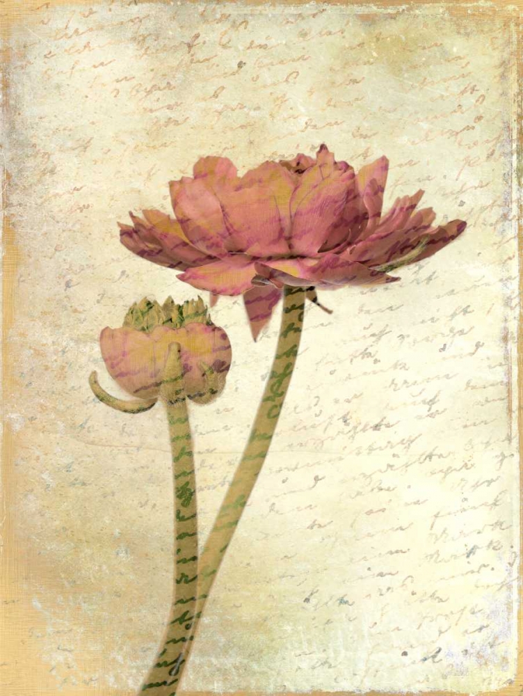 Ranunculus Bloom 1 art print by Kimberly Allen for $57.95 CAD
