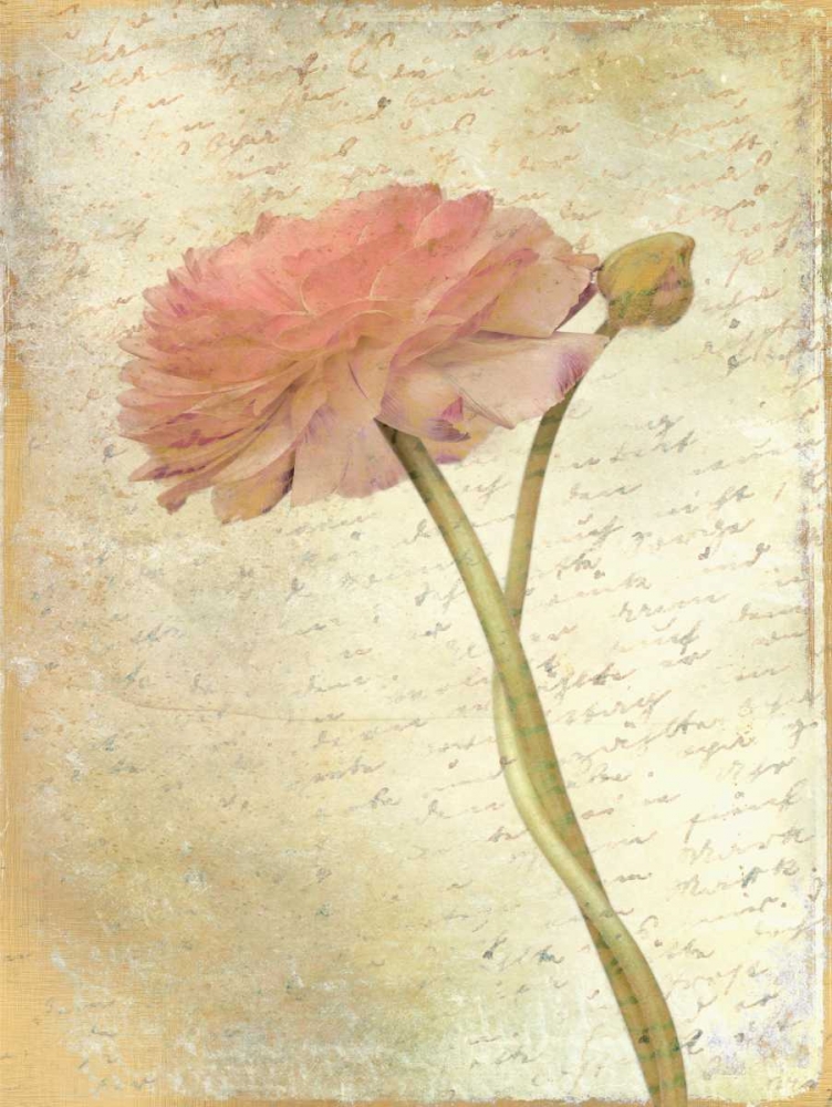 Ranunculus Bloom 2 art print by Kimberly Allen for $57.95 CAD