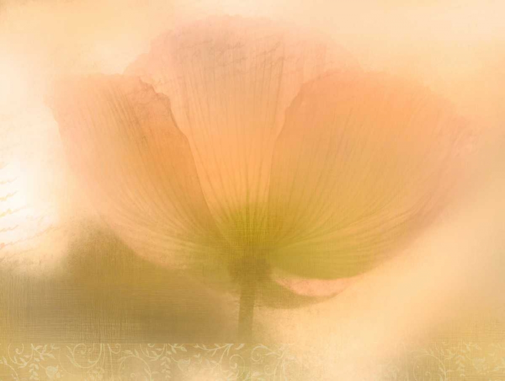 Golden Poppy art print by Kimberly Allen for $57.95 CAD