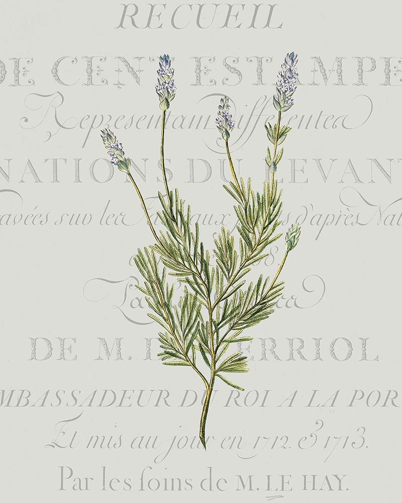 Fresh Herbs 1 art print by Kimberly Allen for $57.95 CAD