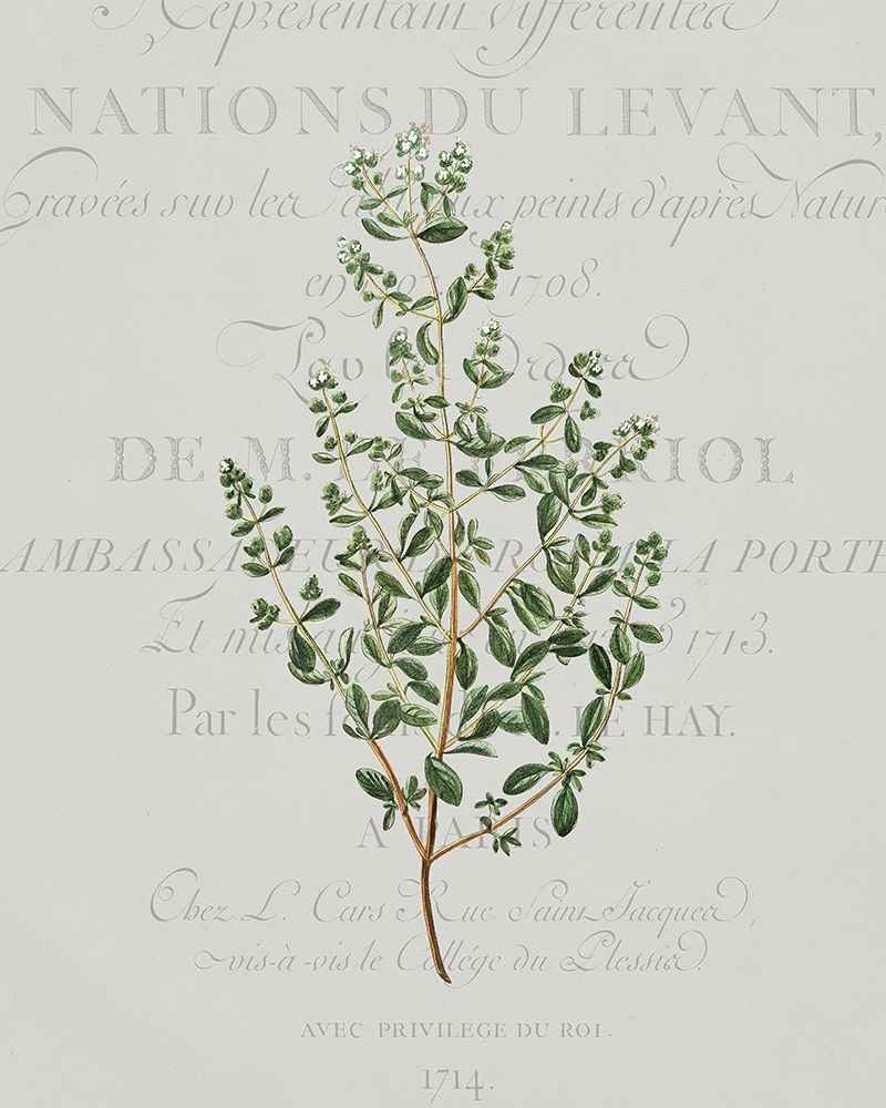 Fresh Herbs 2 art print by Kimberly Allen for $57.95 CAD