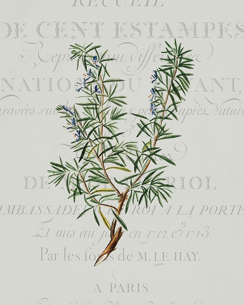 Fresh Herbs 3 art print by Kimberly Allen for $57.95 CAD