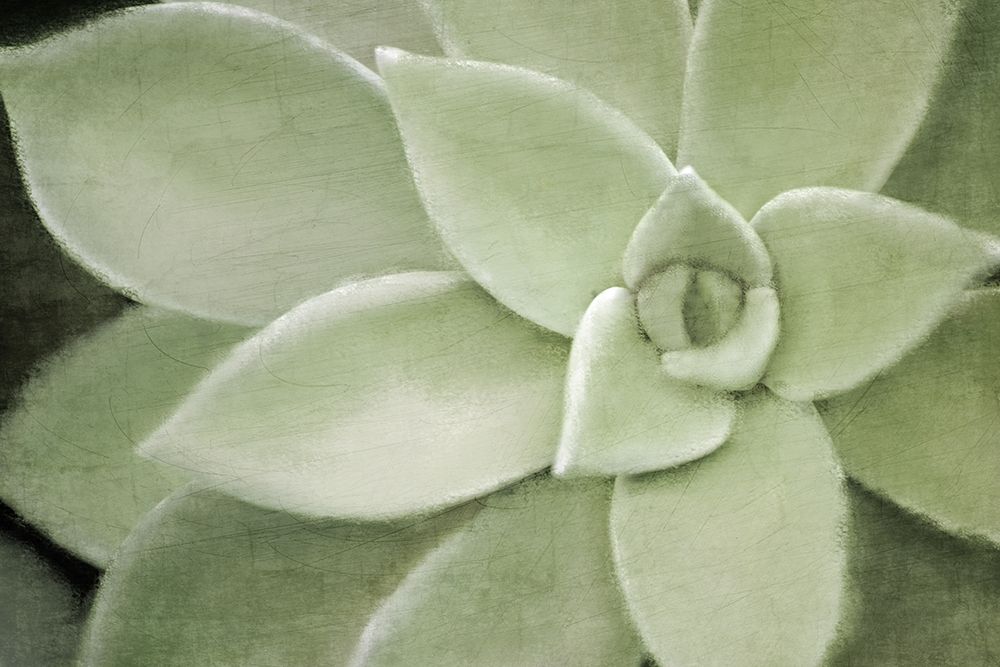 Soft Agave art print by Kimberly Allen for $57.95 CAD