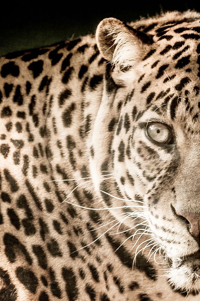 Leo A art print by Kimberly Allen for $57.95 CAD