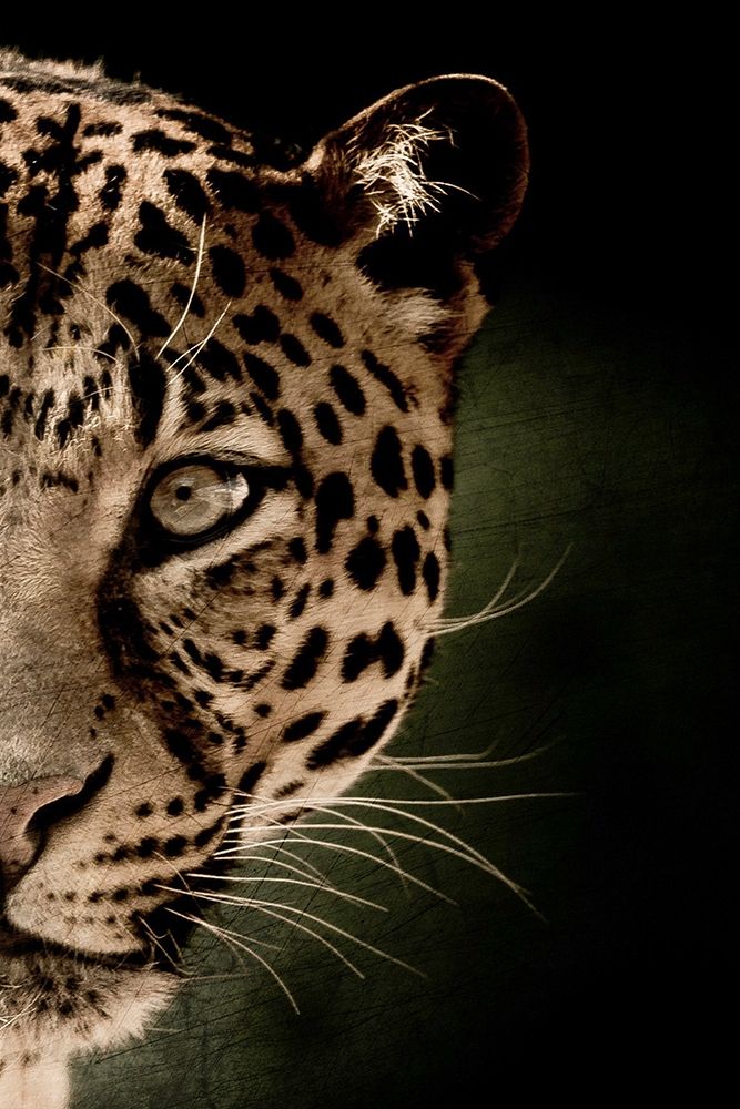 Leo B art print by Kimberly Allen for $57.95 CAD