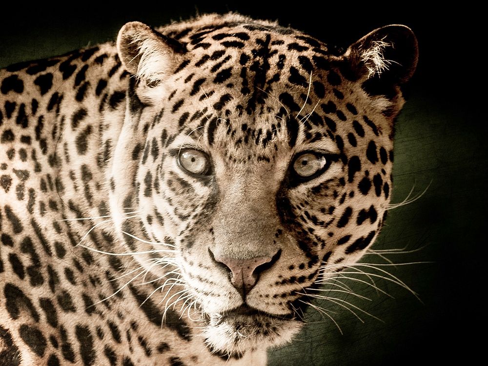 Leo art print by Kimberly Allen for $57.95 CAD