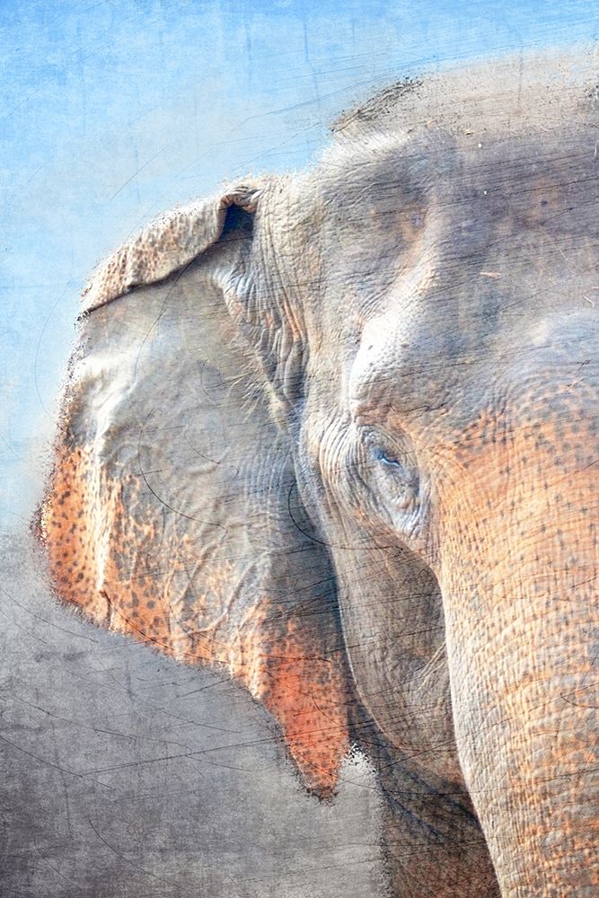 African Elephant A art print by Kimberly Allen for $57.95 CAD