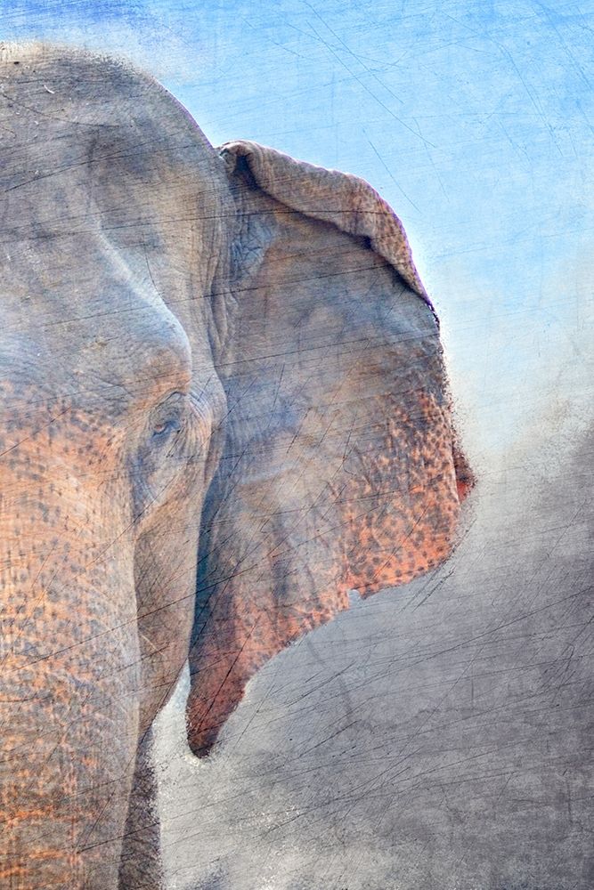 African Elephant B art print by Kimberly Allen for $57.95 CAD