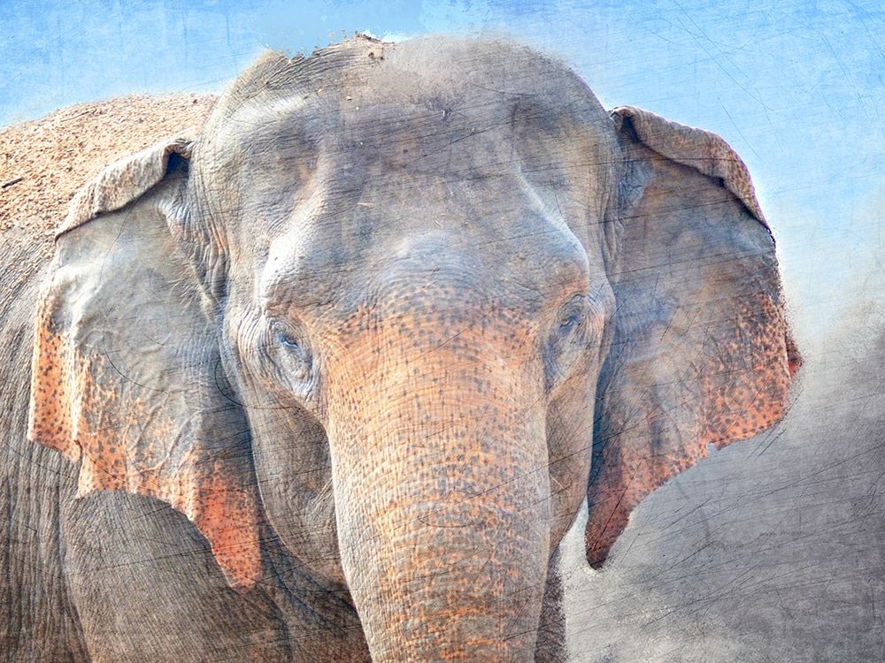 African Elephant art print by Kimberly Allen for $57.95 CAD