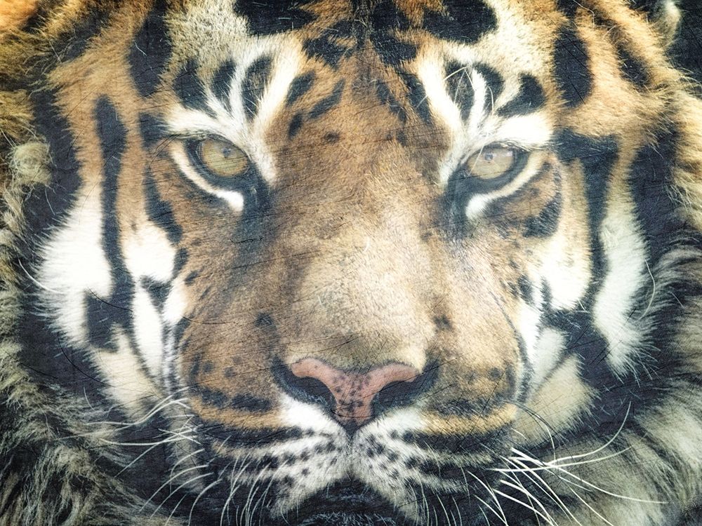 Focus art print by Kimberly Allen for $57.95 CAD