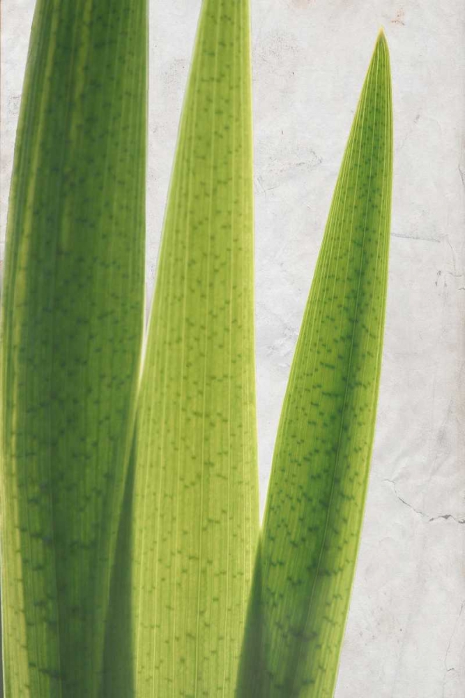 Fern Leaves art print by Kimberly Allen for $57.95 CAD