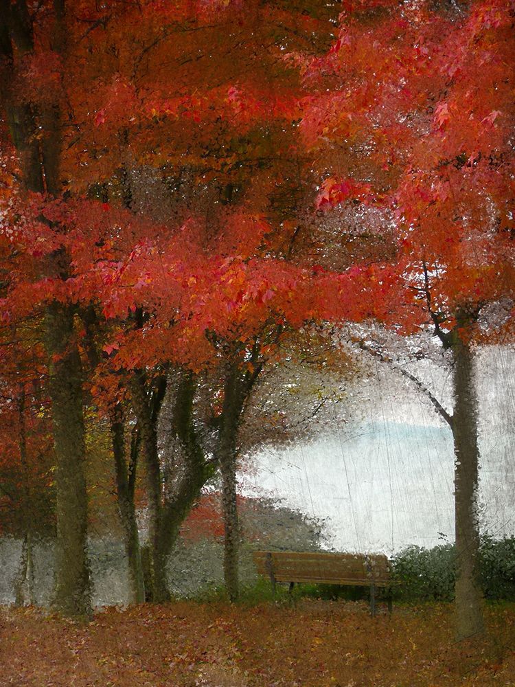Maple Tree Walk art print by Kimberly Allen for $57.95 CAD