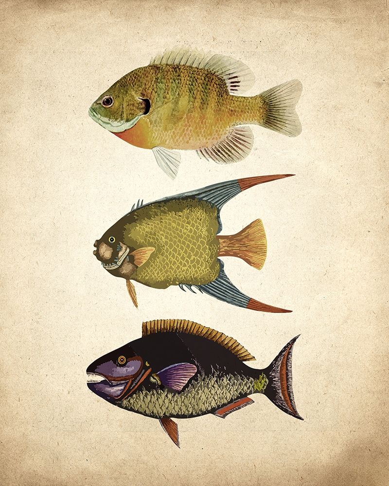 Fish A art print by Kimberly Allen for $57.95 CAD
