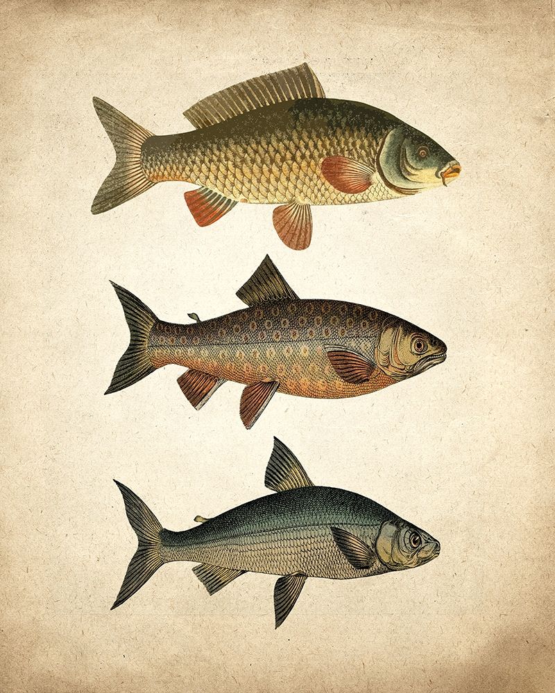 Fish B art print by Kimberly Allen for $57.95 CAD