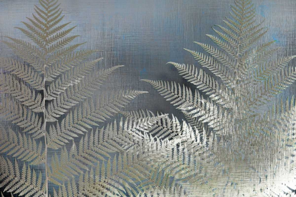 Frosted Ferns art print by Kimberly Allen for $57.95 CAD