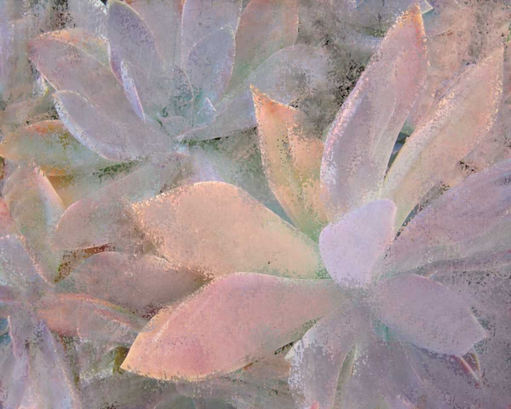 Succulents art print by Kimberly Allen for $57.95 CAD