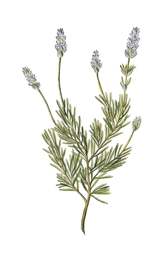 Herbs on White 1 art print by Kimberly Allen for $57.95 CAD