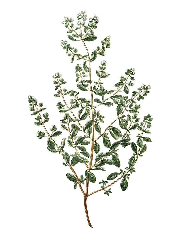 Herbs on White 2 art print by Kimberly Allen for $57.95 CAD