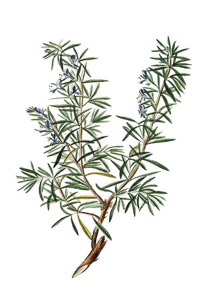 Herbs on White 3 art print by Kimberly Allen for $57.95 CAD