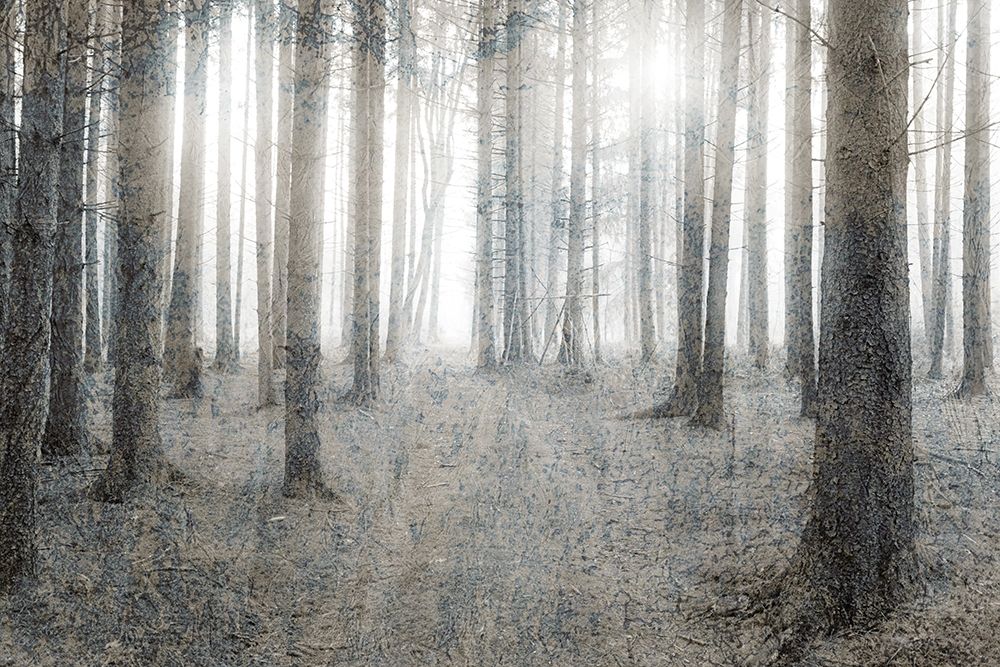 Forest Dream art print by Kimberly Allen for $57.95 CAD