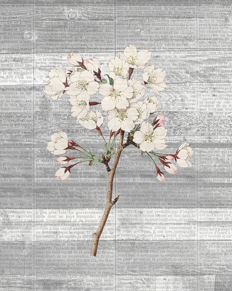 Cherry Blossom 1 art print by Kimberly Allen for $57.95 CAD