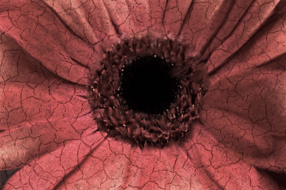 Bloom Center art print by Kimberly Allen for $57.95 CAD