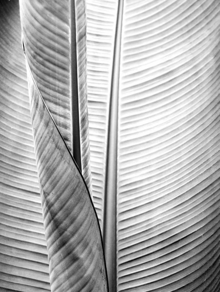 Metal BW Plant 1 art print by Kimberly Allen for $57.95 CAD