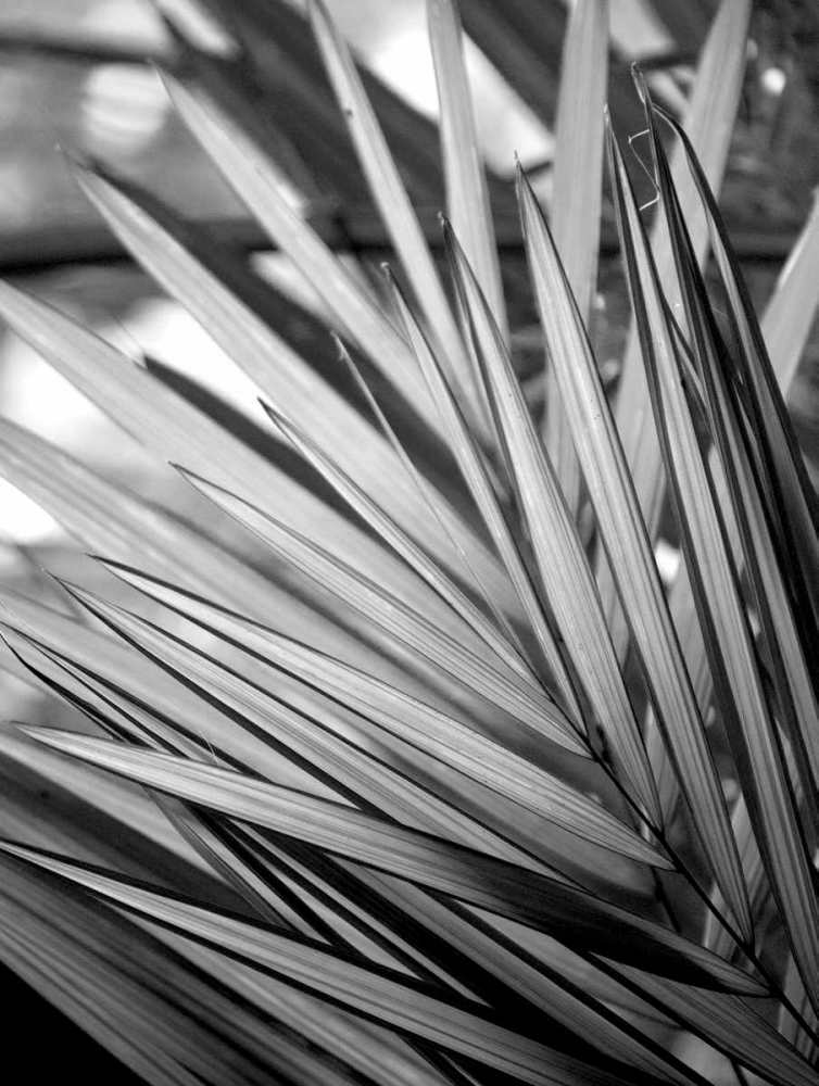 Metal BW Plant 2 art print by Kimberly Allen for $57.95 CAD