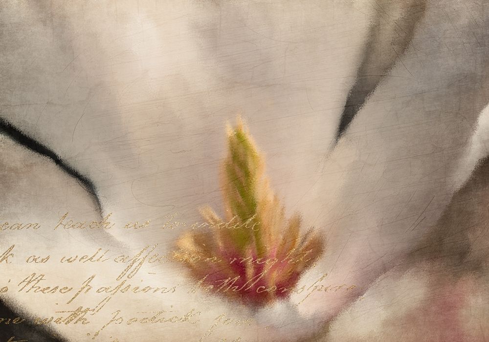 Magnolia Center art print by Kimberly Allen for $57.95 CAD
