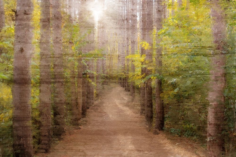 Sunlight Path art print by Kimberly Allen for $57.95 CAD