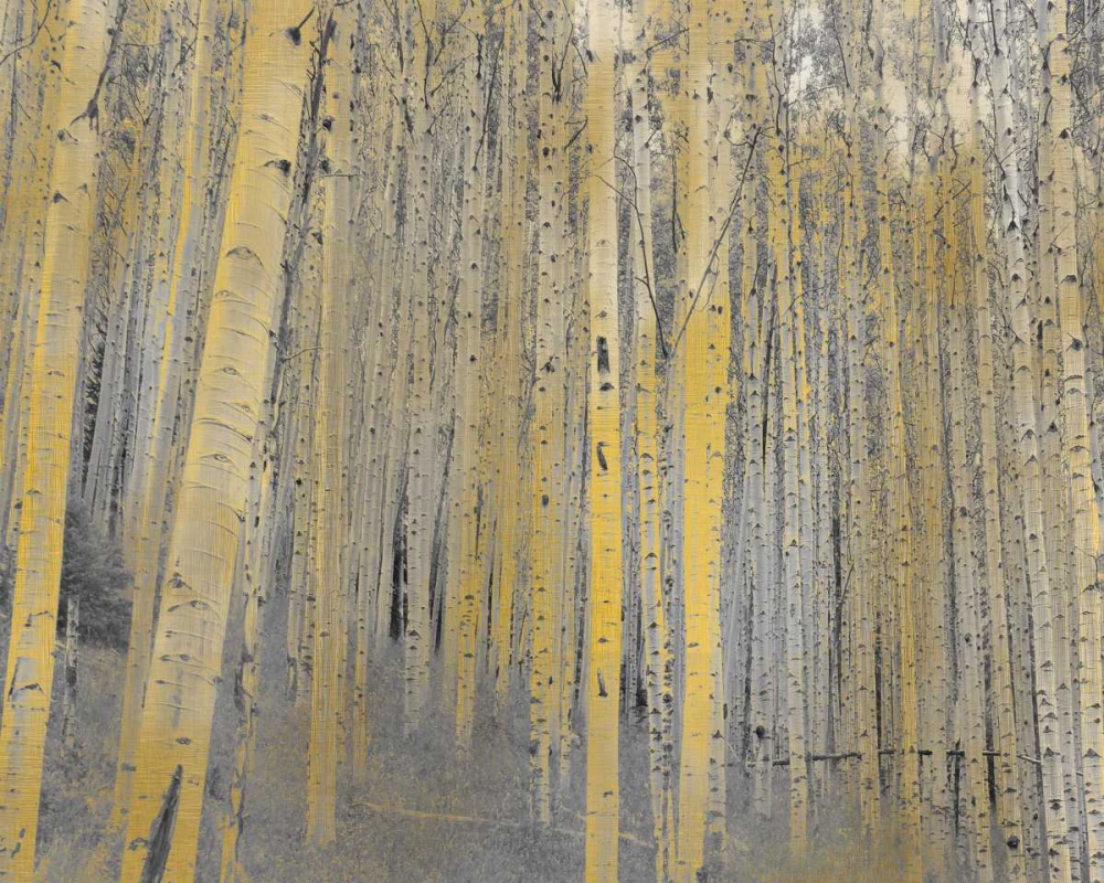 Aspen Forest in Gold art print by Kimberly Allen for $57.95 CAD
