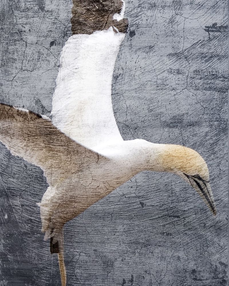 In Flight 1 art print by Kimberly Allen for $57.95 CAD