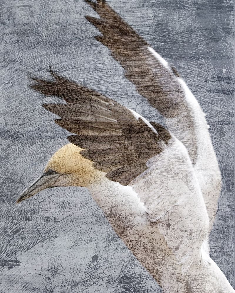 In Flight 2 art print by Kimberly Allen for $57.95 CAD