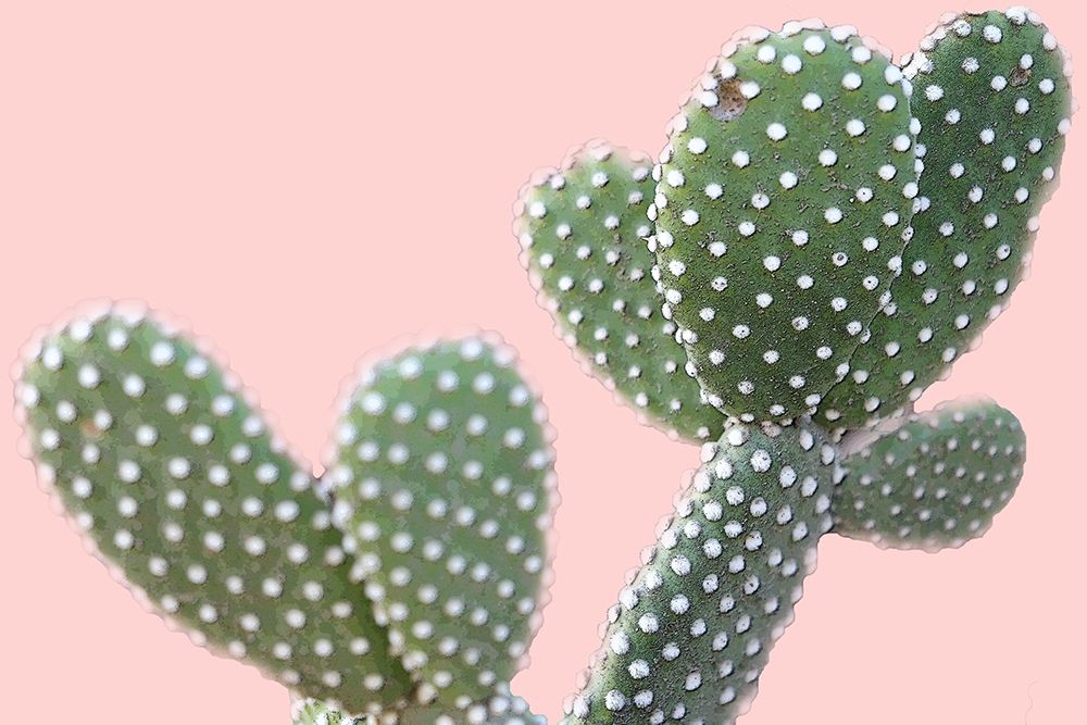 Blush Cactus 1 v2 art print by Kimberly Allen for $57.95 CAD