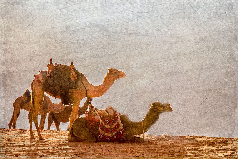In the Desert art print by Kimberly Allen for $57.95 CAD