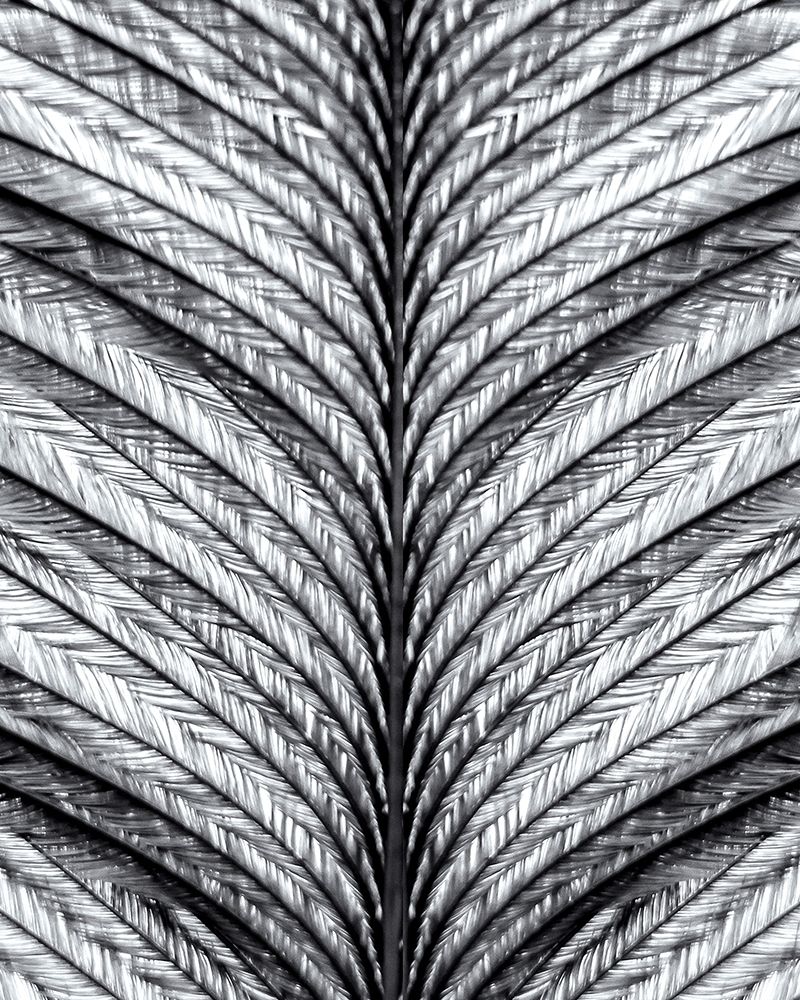 Black and White Feather 1 art print by Kimberly Allen for $57.95 CAD