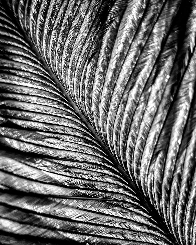 Black and White Feather 2 art print by Kimberly Allen for $57.95 CAD